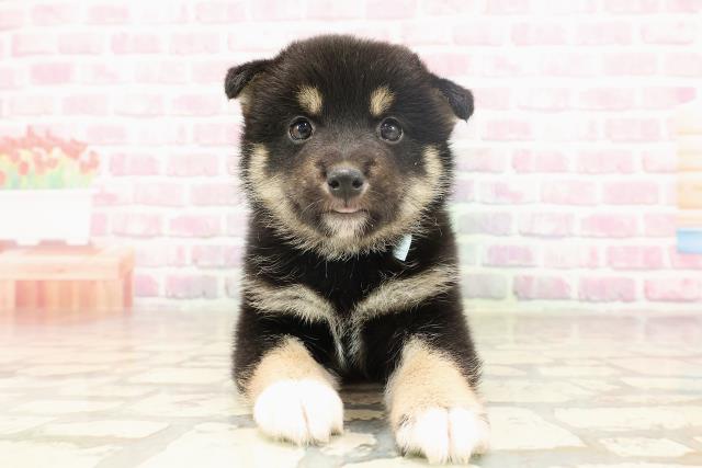 柴犬