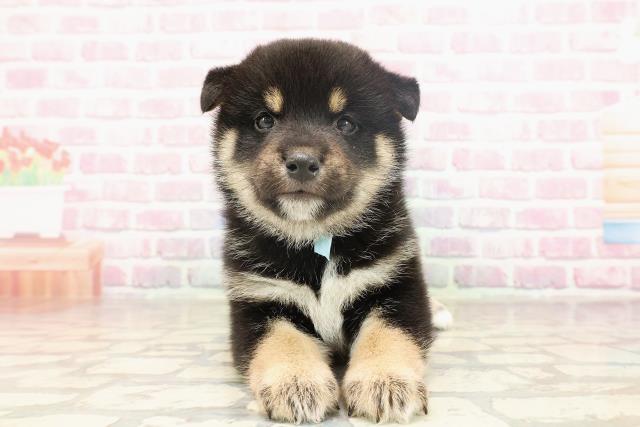 柴犬