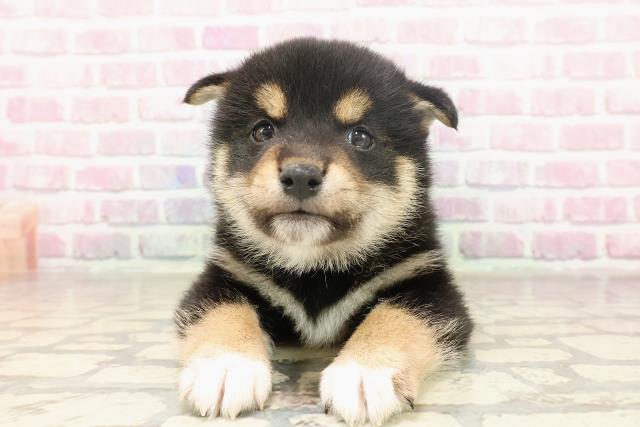 柴犬