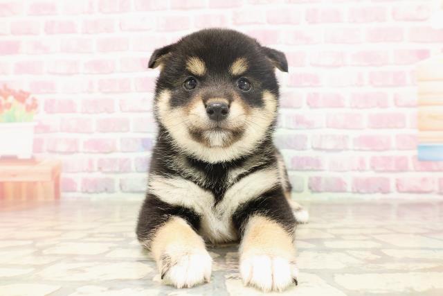 柴犬