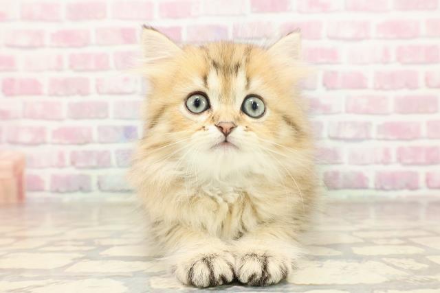 群馬県のペルシャ (Coo&RIKU高崎店/2025年6月19日生まれ/男の子/チンチラゴールデン)の子猫の1枚目の画像