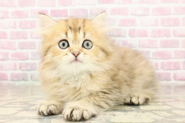群馬県のペルシャ (Coo&RIKU高崎店/2025年6月19日生まれ/男の子/チンチラゴールデン)の子猫の2枚目の画像