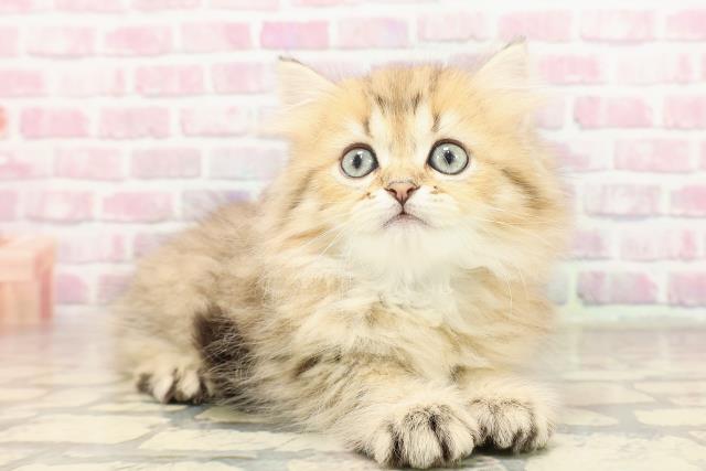 群馬県のペルシャ (Coo&RIKU高崎店/2025年6月19日生まれ/男の子/チンチラゴールデン)の子猫の3枚目の画像