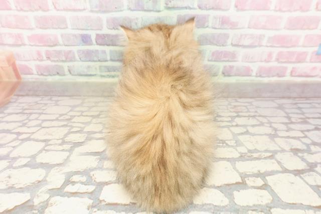 群馬県のペルシャ (Coo&RIKU高崎店/2025年6月19日生まれ/男の子/チンチラゴールデン)の子猫の4枚目の画像