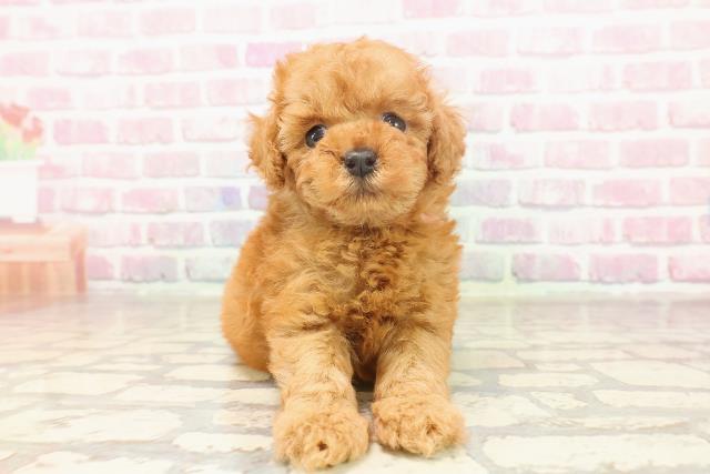 神奈川県のトイプードル(トイ) (Coo&RIKU小田原店/2025年6月19日生まれ/女の子/レッド)の子犬