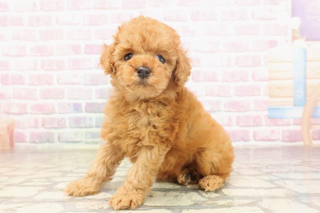神奈川県のトイプードル(トイ) (Coo&RIKU小田原店/2025年6月19日生まれ/女の子/レッド)の子犬の2枚目の画像