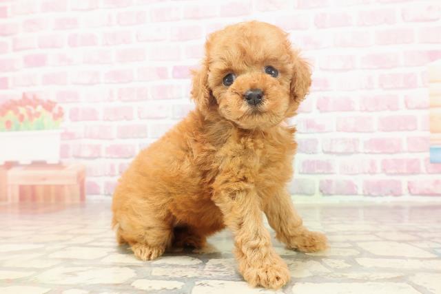 神奈川県のトイプードル(トイ) (Coo&RIKU小田原店/2025年6月19日生まれ/女の子/レッド)の子犬の3枚目の画像
