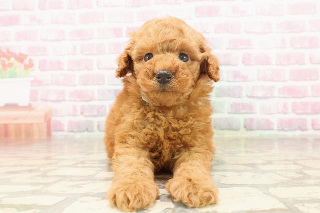 埼玉県のトイプードル(トイ) (Coo&RIKU川越店/2025年6月19日生まれ/男の子/レッド)の子犬