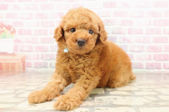 埼玉県のトイプードル(トイ) (Coo&RIKU川越店/2025年6月19日生まれ/男の子/レッド)の子犬の2枚目の画像