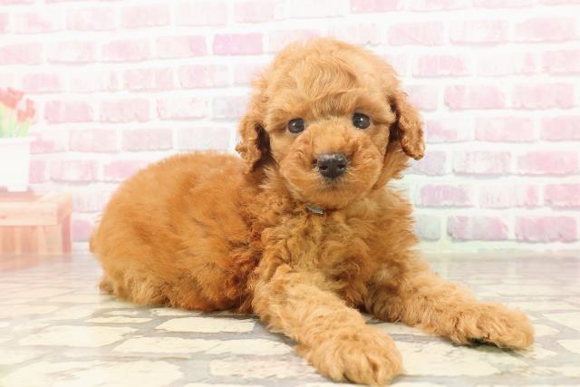 埼玉県のトイプードル(トイ) (Coo&RIKU川越店/2025年6月19日生まれ/男の子/レッド)の子犬の3枚目の画像