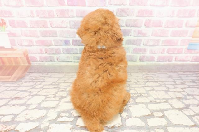 埼玉県のトイプードル(トイ) (Coo&RIKU川越店/2025年6月19日生まれ/男の子/レッド)の子犬の4枚目の画像