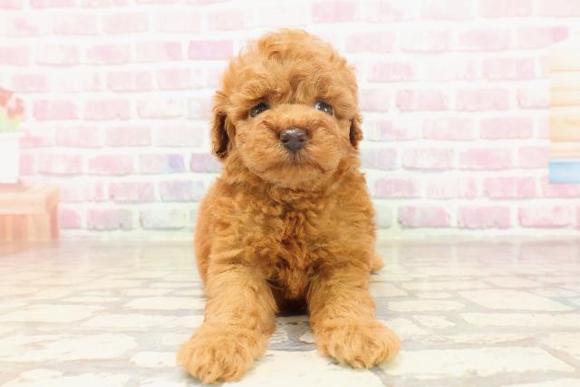 東京都のトイプードル(トイ) (Coo&RIKU八王子西店/2025年6月19日生まれ/男の子/レッド)の子犬の1枚目の画像