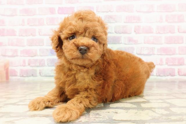 東京都のトイプードル(トイ) (Coo&RIKU八王子西店/2025年6月19日生まれ/男の子/レッド)の子犬の2枚目の画像