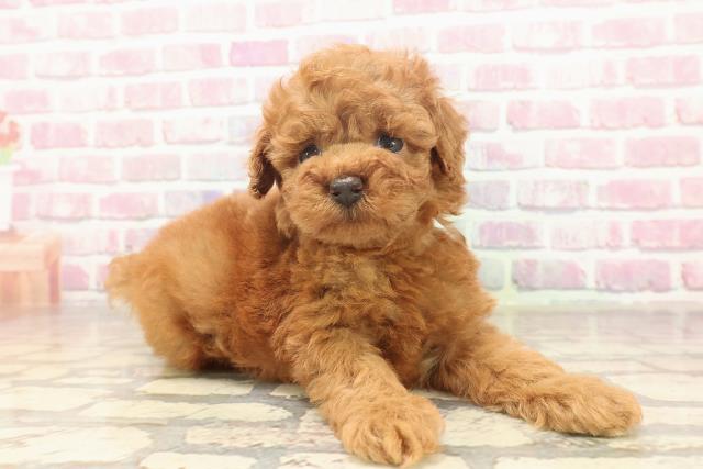 東京都のトイプードル(トイ) (Coo&RIKU八王子西店/2025年6月19日生まれ/男の子/レッド)の子犬の3枚目の画像