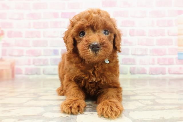 東京都のトイプードル(トイ) (Coo&RIKU府中店/2025年6月19日生まれ/男の子/レッド)の子犬の1枚目の画像