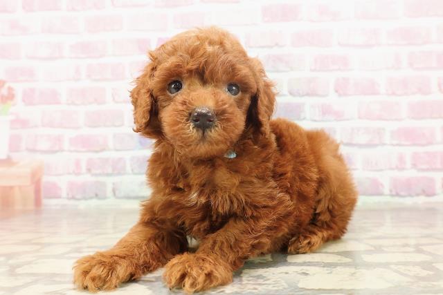 東京都のトイプードル(トイ) (Coo&RIKU府中店/2025年6月19日生まれ/男の子/レッド)の子犬の2枚目の画像
