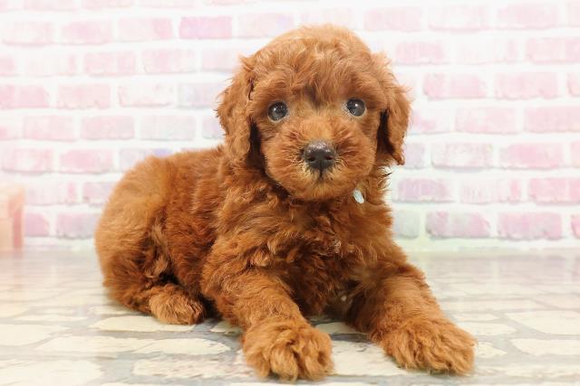 東京都のトイプードル(トイ) (Coo&RIKU府中店/2025年6月19日生まれ/男の子/レッド)の子犬の3枚目の画像