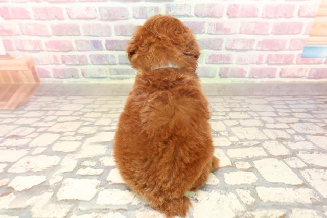 東京都のトイプードル(トイ) (Coo&RIKU府中店/2025年6月19日生まれ/男の子/レッド)の子犬の4枚目の画像