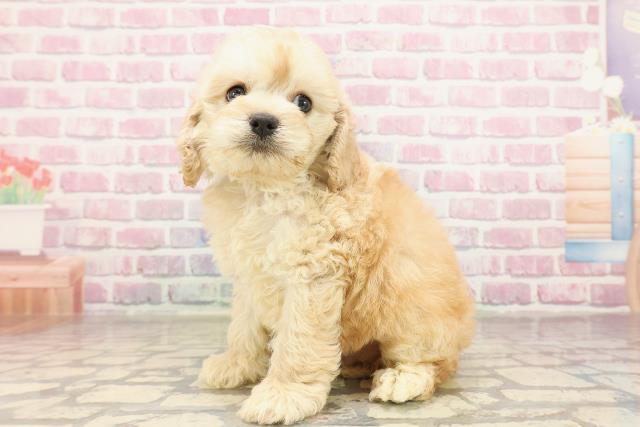 群馬県のコッカプー(アメリカンコッカースパニエル×プードル) (Coo&RIKU高崎店/2025年6月19日生まれ/男の子/アプリコット)の子犬の2枚目の画像