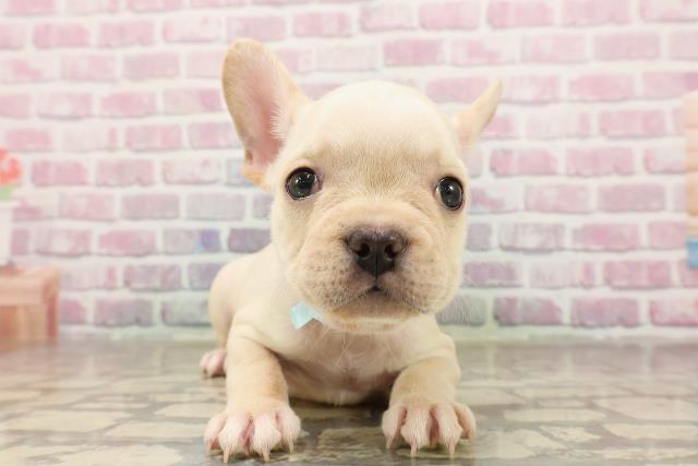 神奈川県のフレンチブルドッグ (Coo&RIKU江の島店/2025年6月16日生まれ/男の子/クリーム)の子犬の1枚目の画像