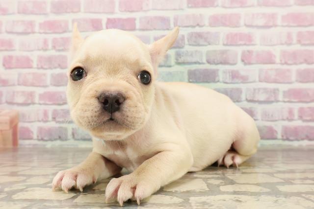 神奈川県のフレンチブルドッグ (Coo&RIKU江の島店/2025年6月16日生まれ/男の子/クリーム)の子犬の2枚目の画像