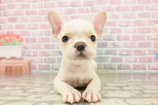栃木県のフレンチブルドッグ (Coo&RIKU小山店/2025年6月16日生まれ/女の子/クリーム)の子犬の1枚目の画像