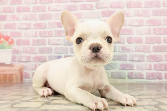 栃木県のフレンチブルドッグ (Coo&RIKU小山店/2025年6月16日生まれ/女の子/クリーム)の子犬の3枚目の画像