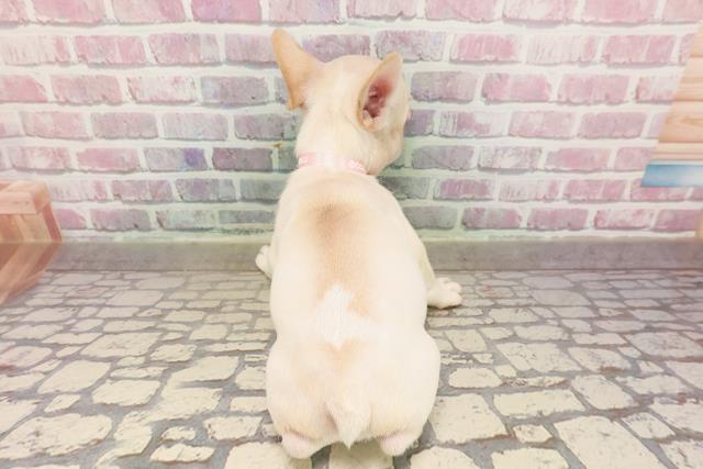 栃木県のフレンチブルドッグ (Coo&RIKU小山店/2025年6月16日生まれ/女の子/クリーム)の子犬の4枚目の画像