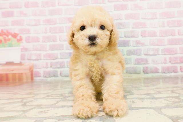 栃木県のトイプードル(トイ) (Coo&RIKU足利店/2025年6月18日生まれ/女の子/アプリコット)の子犬の1枚目の画像
