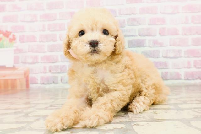 栃木県のトイプードル(トイ) (Coo&RIKU足利店/2025年6月18日生まれ/女の子/アプリコット)の子犬の2枚目の画像