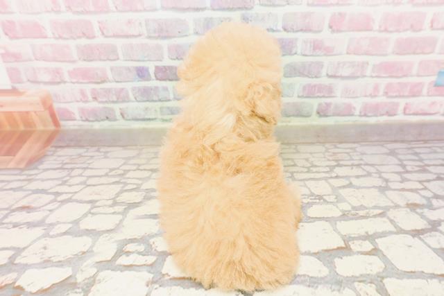 栃木県のトイプードル(トイ) (Coo&RIKU足利店/2025年6月18日生まれ/女の子/アプリコット)の子犬の4枚目の画像