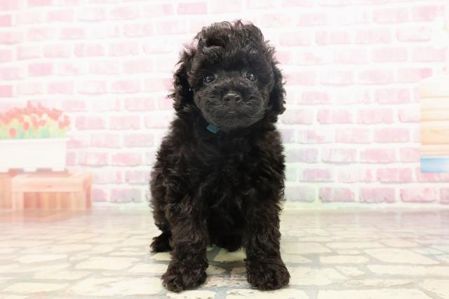 神奈川県のトイプードル(トイ) (Coo&RIKU江の島店/2025年6月18日生まれ/男の子/ブラック)の子犬