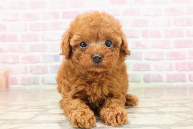 栃木県のトイプードル(トイ) (Coo&RIKUFKDインターパーク店/2025年6月19日生まれ/女の子/レッド)の子犬の1枚目の画像