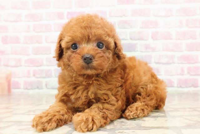 栃木県のトイプードル(トイ) (Coo&RIKUFKDインターパーク店/2025年6月19日生まれ/女の子/レッド)の子犬の2枚目の画像