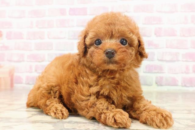 栃木県のトイプードル(トイ) (Coo&RIKUFKDインターパーク店/2025年6月19日生まれ/女の子/レッド)の子犬の3枚目の画像