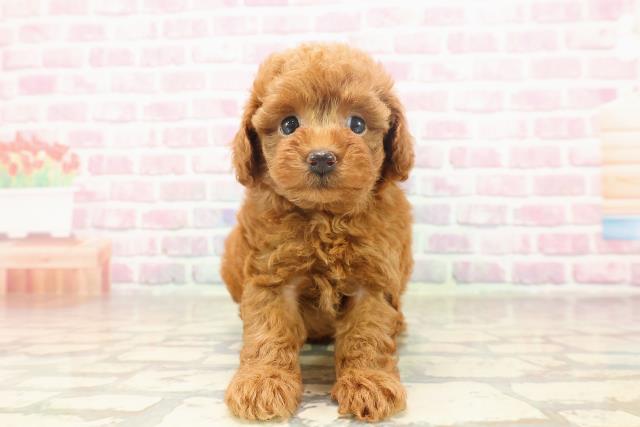 栃木県のトイプードル(トイ) (Coo&RIKU宇都宮店/2025年6月19日生まれ/女の子/レッド)の子犬の1枚目の画像