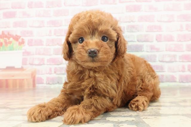 栃木県のトイプードル(トイ) (Coo&RIKU宇都宮店/2025年6月19日生まれ/女の子/レッド)の子犬の2枚目の画像
