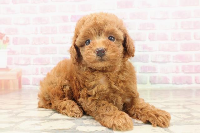 栃木県のトイプードル(トイ) (Coo&RIKU宇都宮店/2025年6月19日生まれ/女の子/レッド)の子犬の3枚目の画像