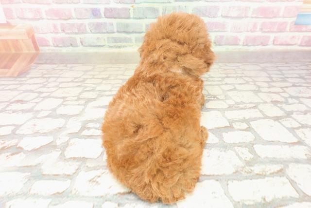 栃木県のトイプードル(トイ) (Coo&RIKU宇都宮店/2025年6月19日生まれ/女の子/レッド)の子犬の4枚目の画像