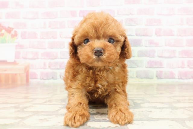 神奈川県のトイプードル(トイ) (Coo&RIKU藤沢店/2025年6月19日生まれ/男の子/レッド)の子犬