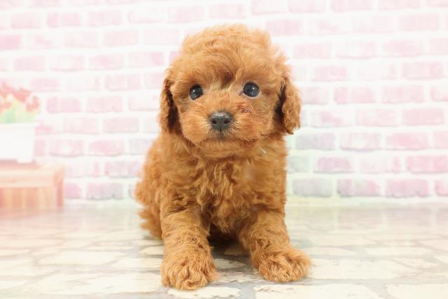 神奈川県のトイプードル(トイ) (Coo&RIKU秦野店/2025年6月19日生まれ/男の子/レッド)の子犬
