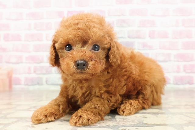 神奈川県のトイプードル(トイ) (Coo&RIKU秦野店/2025年6月19日生まれ/男の子/レッド)の子犬の2枚目の画像