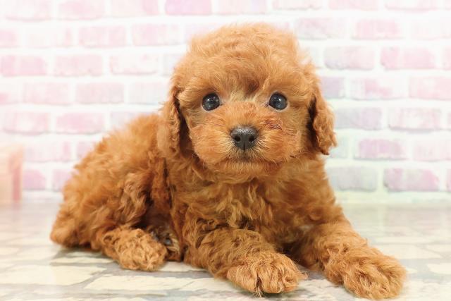 神奈川県のトイプードル(トイ) (Coo&RIKU秦野店/2025年6月19日生まれ/男の子/レッド)の子犬の3枚目の画像