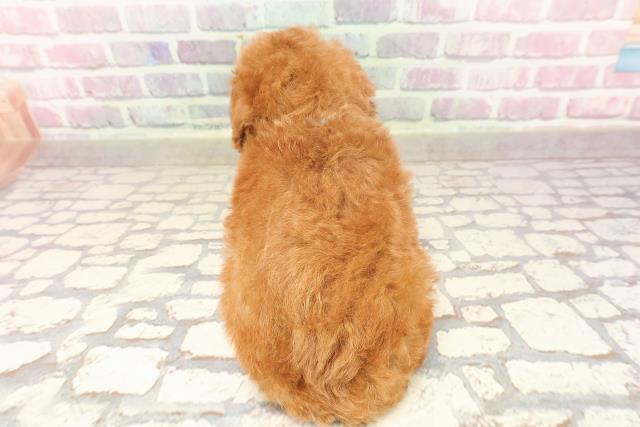 神奈川県のトイプードル(トイ) (Coo&RIKU秦野店/2025年6月19日生まれ/男の子/レッド)の子犬の4枚目の画像