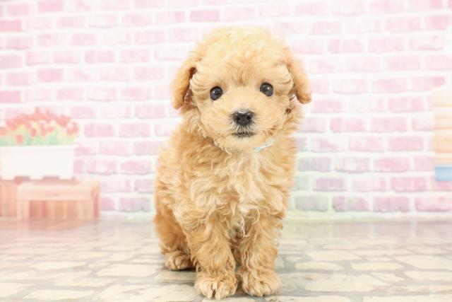 神奈川県のトイプードル(トイ) (Coo&RIKU平塚店/2025年6月18日生まれ/男の子/アプリコット)の子犬の1枚目の画像