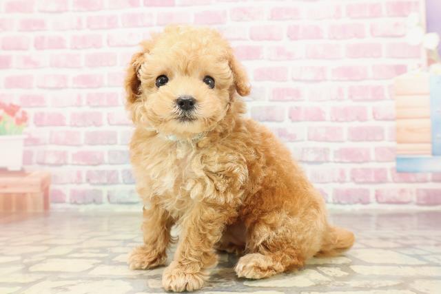 神奈川県のトイプードル(トイ) (Coo&RIKU平塚店/2025年6月18日生まれ/男の子/アプリコット)の子犬の2枚目の画像