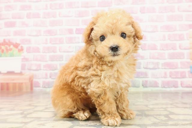 神奈川県のトイプードル(トイ) (Coo&RIKU平塚店/2025年6月18日生まれ/男の子/アプリコット)の子犬の3枚目の画像