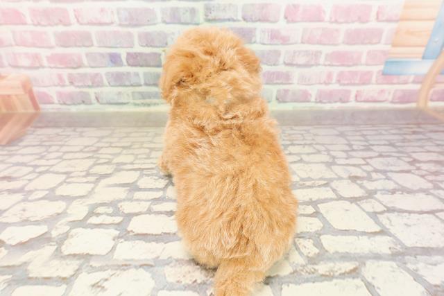 神奈川県のトイプードル(トイ) (Coo&RIKU平塚店/2025年6月18日生まれ/男の子/アプリコット)の子犬の4枚目の画像