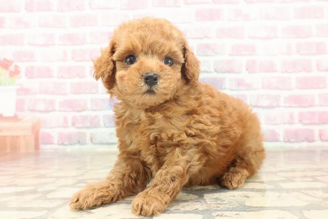 栃木県のトイプードル(トイ) (Coo&RIKU宇都宮店/2025年6月19日生まれ/女の子/レッド)の子犬の2枚目の画像