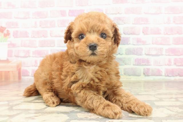 栃木県のトイプードル(トイ) (Coo&RIKU宇都宮店/2025年6月19日生まれ/女の子/レッド)の子犬の3枚目の画像